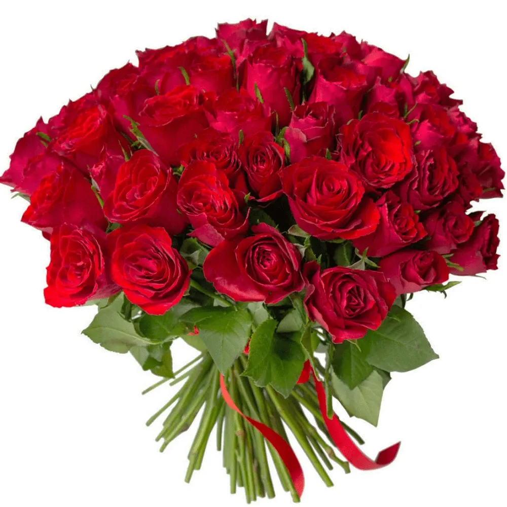 Розы Кения красные